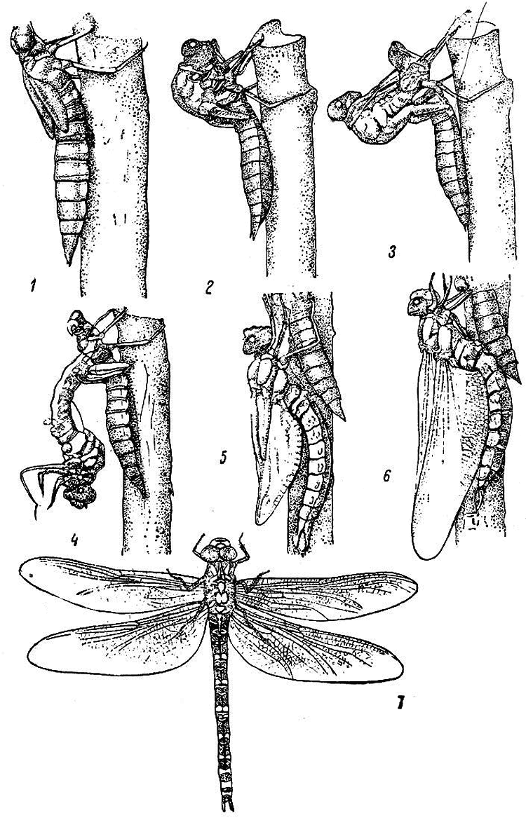 На рисунке изображены стрекозы в разный период онтогенеза